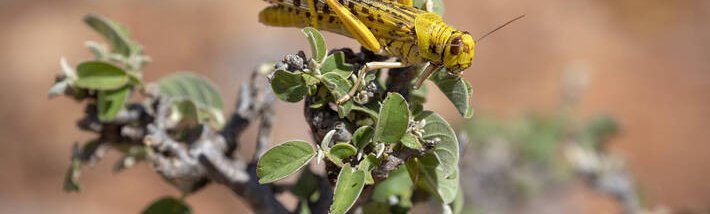 desert locust.jpeg